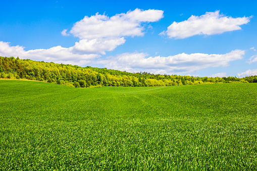 Wheat fields under a clear blue sky