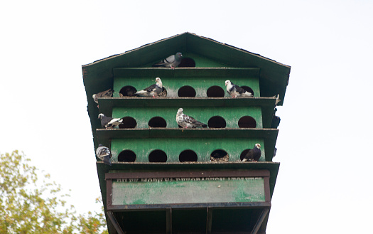 Wooden dovecot and pigeons in a park. Birds, birdhouse. Horizontal close-up.