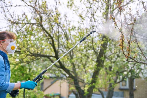 Woman with backpack garden spray gun under pressure handling peach tree Spring summer work in garden, backyard, woman with backpack garden spray gun under pressure handling peach tree affected by bacterial disease. Protection and care of plants, from insect pests backpack sprayer stock pictures, royalty-free photos & images