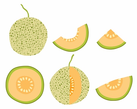 Set of melon and sliced Melons. vector illustration