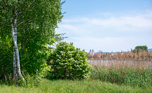 Vegetation  at the embankment of the river Danube with view towards the city of Tulln, Austria