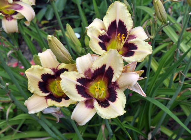 istock Lilies bloom in the garden 1398482520