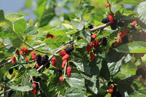 moras rojas y negras en el árbol a través de las ramas. enfoque selectivo. - blackberry bush plant berry fruit fotografías e imágenes de stock