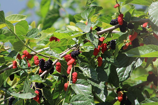 Selective focus on red and black mulberries on the tree through branches. Red summer fruits.