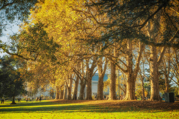 jesienne sceny z carlton gardens - elm tree autumn leaf tree zdjęcia i obrazy z banku zdjęć