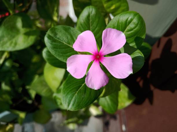 pervenche ou plante à fleurs de sadabahar, catharanthus roseus, communément appelée pervenche de madagascar, pervenche rose ou pervenche rose. - catharanthus photos et images de collection