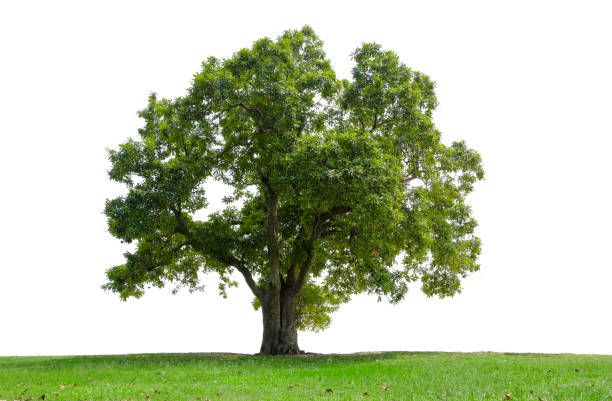 istock Beautiful tree in the garden isolated on white background. Suitable for use in architectural design or Decoration work. 1398484879