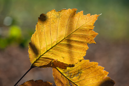 Two yellow leaves of a bush on a dark background. Autumn season. Web banner.