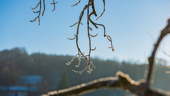 Branches covered with hoarfrost against the background of the sky and the landscape. Natural background.