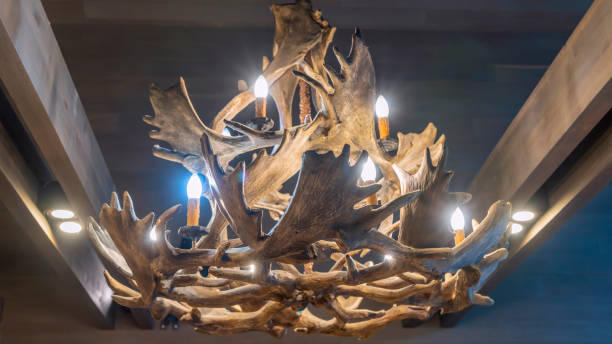 Unusual chandelier made of deer horns or antlers hanging indoors of home or hotel. Suspension light made from horn. Unusual chandelier made of deer horns or antlers hanging indoors of home or hotel. Suspension light made from horn. Chandelier made of deer antlers on a wooden background. antler chandelier stock pictures, royalty-free photos & images