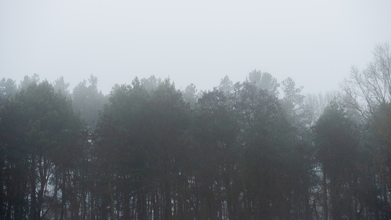Dark tops of pine trunks in the fog. Winter season. Web banner.