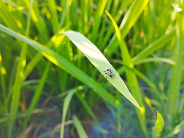 istock the ant is standing on a green leaf 1398486019