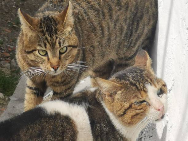 istock two cats defend their territory, behavior in the spring of cats 1398487379