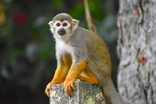 Wild Spider Monkey in Sian Ka'an Biosphere Reserve on the Yucatan Peninsula near Playa Del Carmen