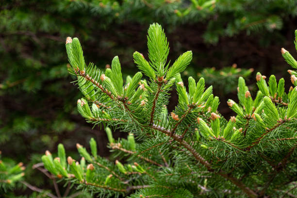 istock Norway spruce with many spruces in spring. 1398489255