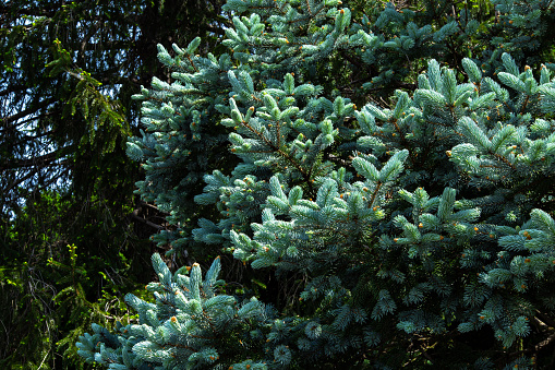 The spruce of picea pungens is beautiful with a greenish silver color.