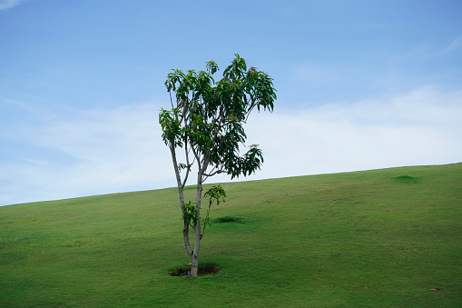 A tree on green grass hill under blue sky