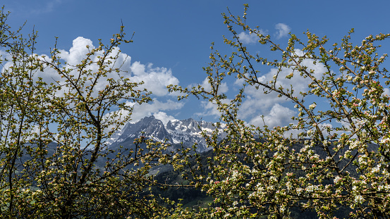 fruit tree blooms against the backdrop of the mountains