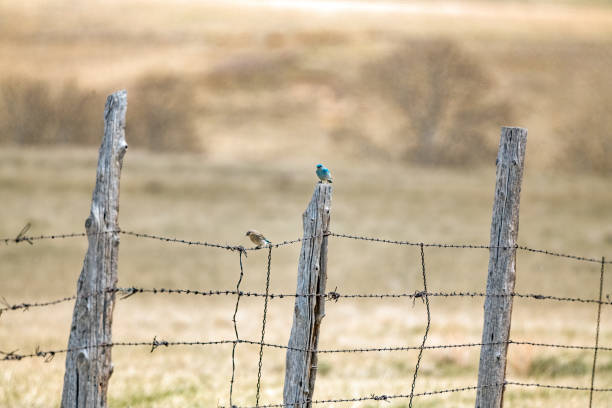 istock 100 year old cedar post support fence holding Mountain Bluebirds 1398491647