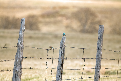 100 year old cedar post support fence holding Mountain Bluebirds in Montana in northwestern USA.