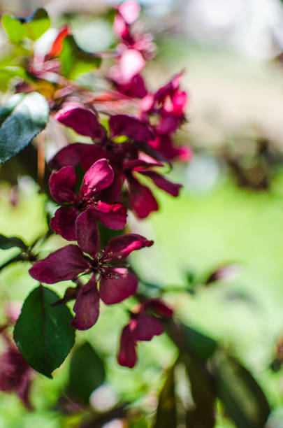 Gentle pink apple blossom on a spring branch outdoors for a good apple harvest