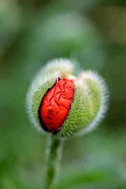 istock The bud of the poppy has burst open 1398493344