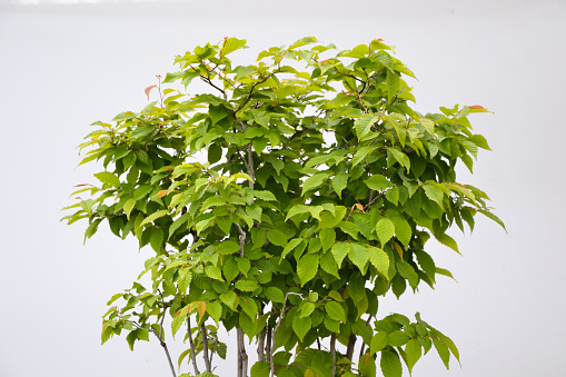 Bonsai tree foliage. Beech fagus tree bonsai. Hornbeam carpinus leaves. Beautiful small plant. Bonsai cultivation techniques. Fresh green leaves.