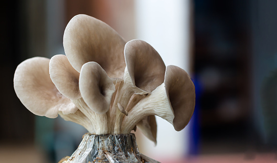 Closeup fresh oyster Mushroom, mushroom growing on plastic bag cultivation Fresh organic Indian Oyster mushroom.