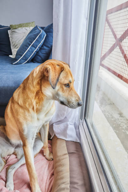 mignon chien rouge aux yeux tristes assis à sa place sur le lit du chien et regarde avec nostalgie par la fenêtre dans la rue - longingly photos et images de collection