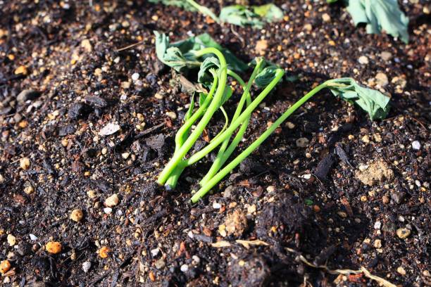 istock Loose seedlings planted in the soil 1398495747