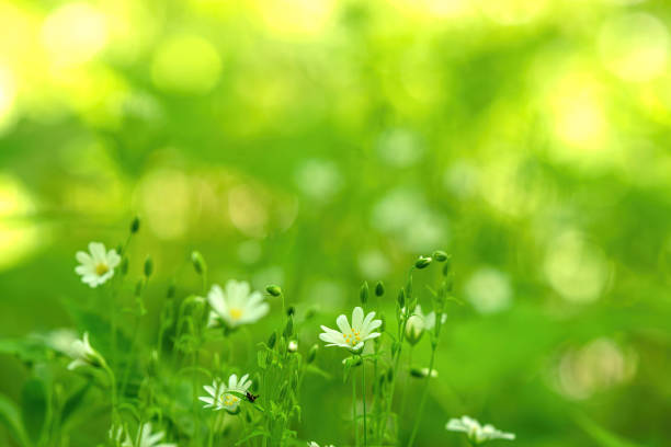 istock Beautiful wild Daisy flowers chamomile. Spring summer background. Beautiful meadow field 1398496064