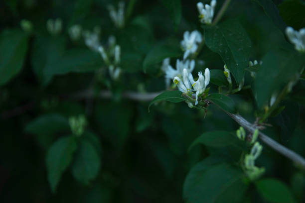 istock close up of green leafs 1398497974