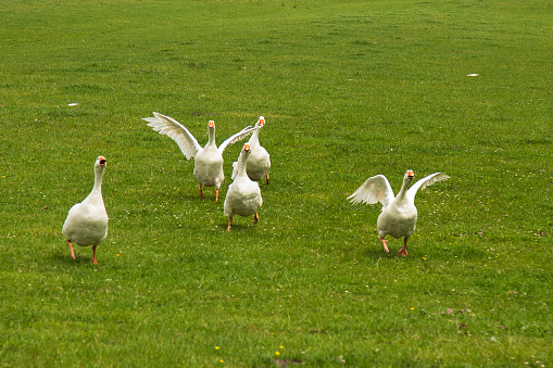 Angry geese come running across the meadow with a lot of noise; The Netherlands.