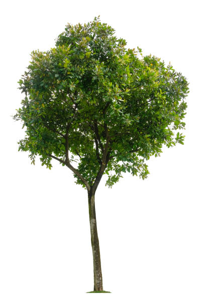 istock Beautiful tree isolated on white background. Suitable for use in architectural design or Decoration work. 1398499876