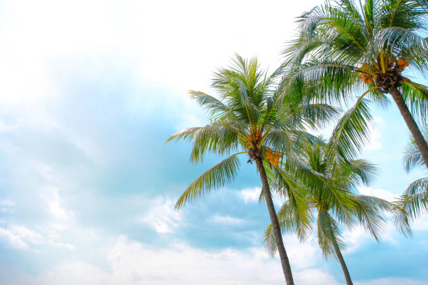 istock Coconut or palm tree on clear beautiful summer sky and sunlight background with copy space. 1398500257