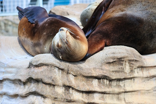 Cute sea lions sleeping relaxed