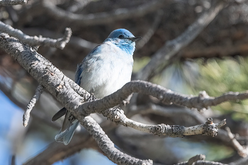 Mountain Bluebird perched high in a tree in Montana mountains in northwest USA.