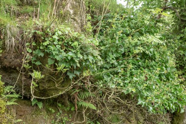 istock Lush Foliage Along Riverbank. 1398501199