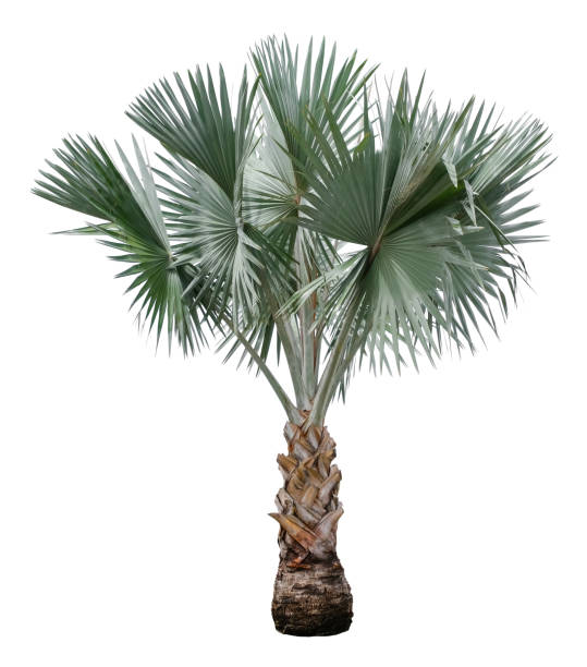 istock Beautiful bismarck palm tree isolated on white background. Suitable for use in architectural design or Decoration work. Used with natural articles both on print and website. 1398501513