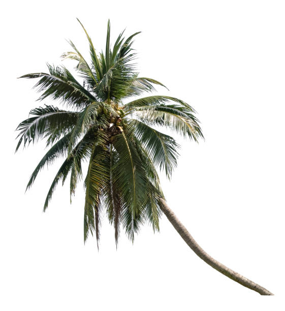istock Beautiful coconut tree isolated on white background. Suitable for use in architectural design or Decoration work. 1398501633
