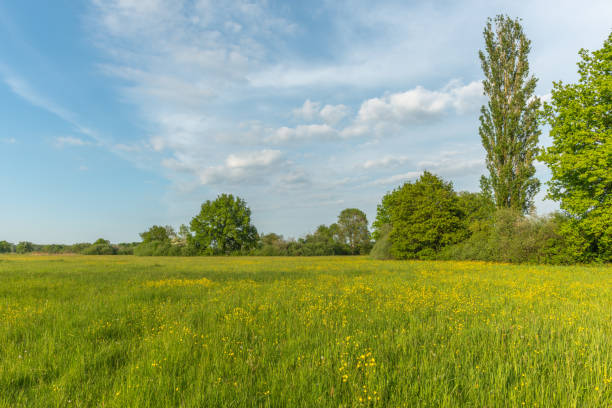 Flowering meadow with golden buds in spring. Alsace France.
