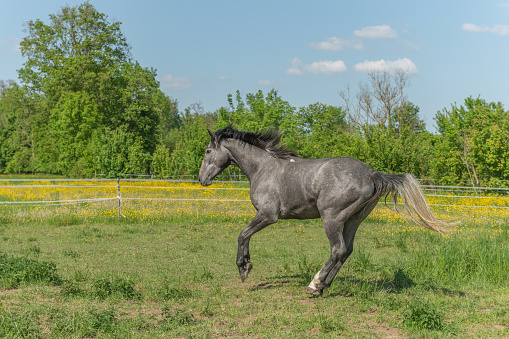 Horse galloping in enclosure in the morning in spring. Alsace, France.