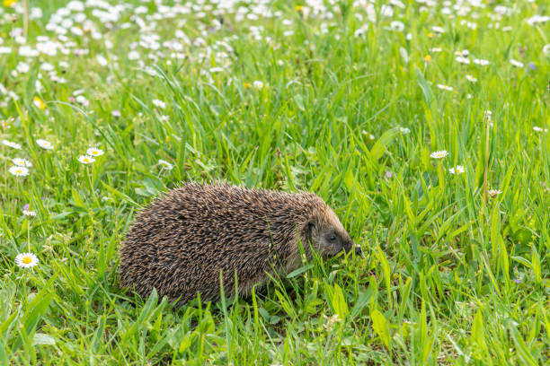 istock Common hedgehog (Erinaceus europaeus) in garden in sprintime. 1398502849