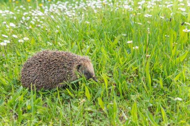 istock Common hedgehog (Erinaceus europaeus) in garden in sprintime. 1398502860