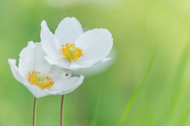 White anemones (Anemone sylvestris) in a meadow in spring White flower. Kaisersthul, Germany.
