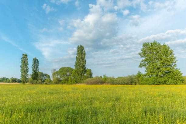 istock Flowering meadow with golden buds in spring. 1398502904