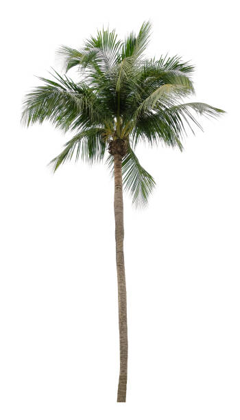 istock Beautiful coconut palm tree isolated on white background. Suitable for use in architectural design or Decoration work. 1398502946