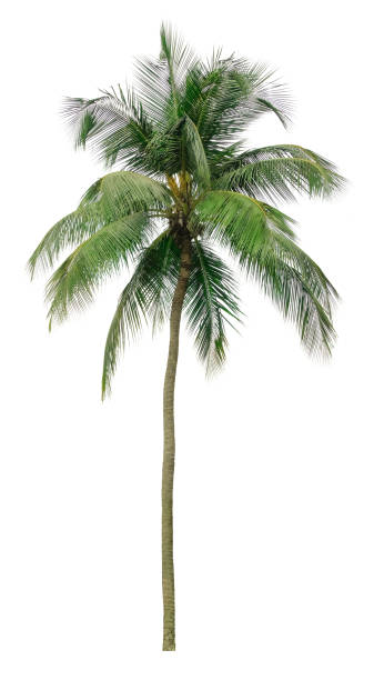 istock Beautiful coconut palm tree isolated on white background. Suitable for use in architectural design or Decoration work. 1398502953