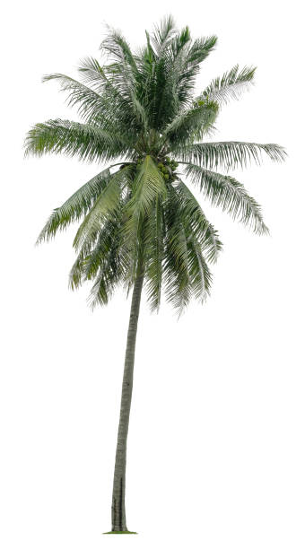 istock Beautiful coconut palm tree isolated on white background. Suitable for use in architectural design or Decoration work. 1398503027