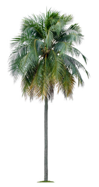 istock Beautiful coconut palm tree isolated on white background. Suitable for use in architectural design or Decoration work. 1398503543